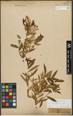 Foto von Salix triandra subsp. triandra L.